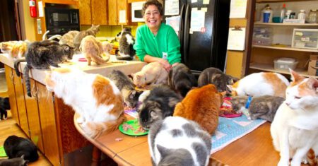 Mulher acolhe e vive com mais de mil gatos em sua casa que foram abandonados