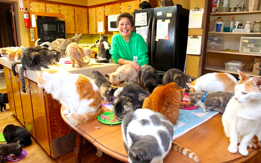Mulher acolhe e vive com mais de mil gatos em sua casa que foram abandonados