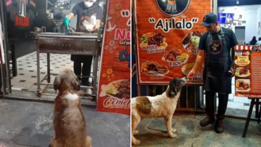 Cachorro de rua recebe comida grátis de restaurante, espalha a notícia e vários cães aparecem no local
