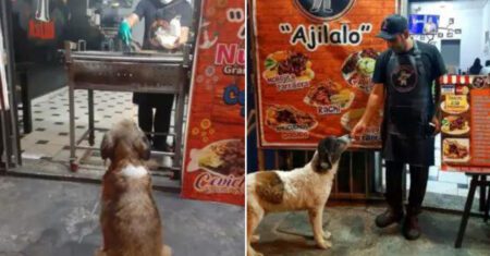 Cachorro de rua recebe comida grátis de restaurante, espalha a notícia e vários cães aparecem no local