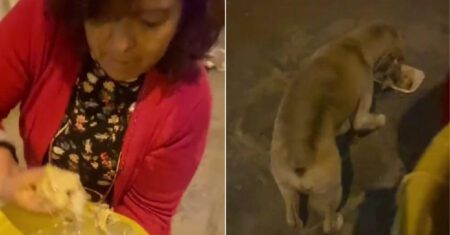 Mulher prepara comida todas as noites para distribuir a cães de rua