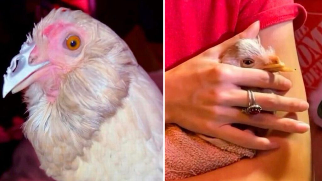 Galinha que perdeu o bico finalmente volta a ser feliz com seu novo bico totalmente adaptado
