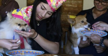 Restaurante especialmente dedicado para cães é aberto
