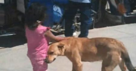 Cachorro protetor ajuda a dona que se perdeu e a guia de volta para casa