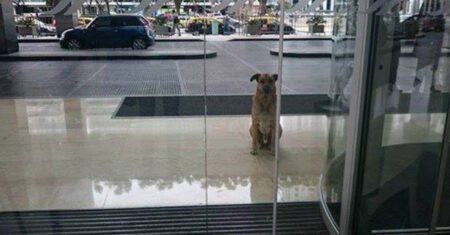 Aeromoça acolhe cachorrinho de rua que sempre a recebia na porta de hotel