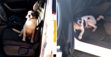 Cachorrinho vê porta do carro aberta e entra para pedir um lar