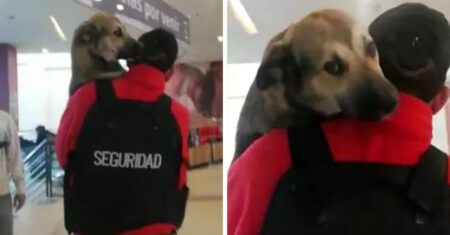 Segurança segura cãozinho de rua da maneira mais doce em um shopping