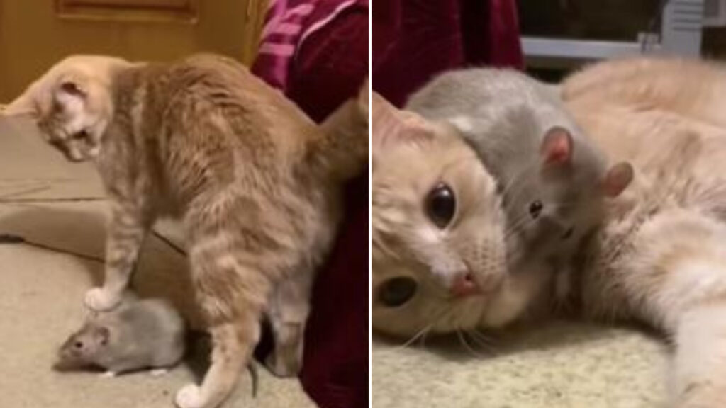 Gato e hamster se tornam amigos inseparáveis e surpreende seus donos