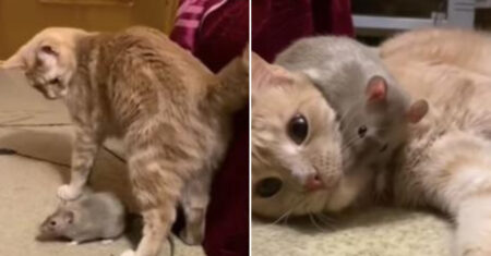 Gato e hamster se tornam amigos inseparáveis e surpreende seus donos