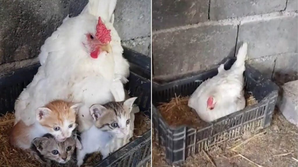 Galinha que perdeu seus filhotes cuida de três gatinhos órfãos como se fossem seus