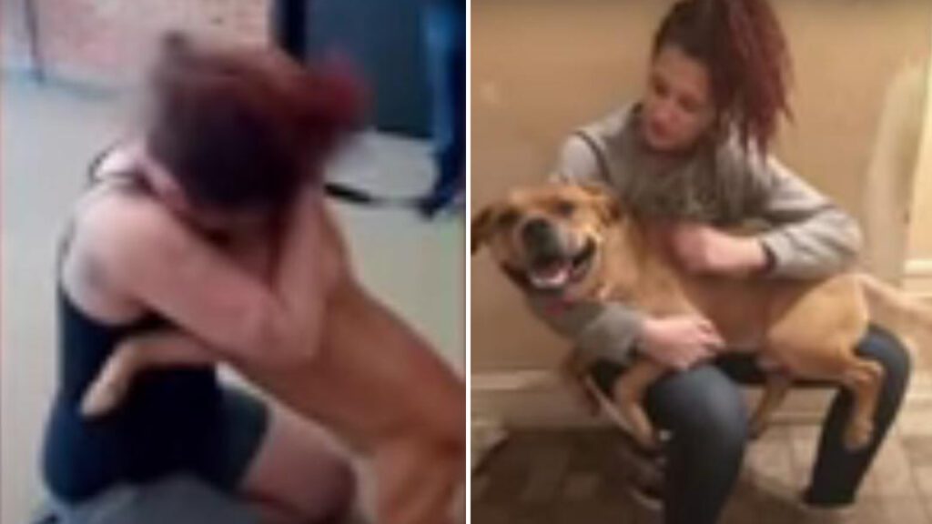 Mulher procura por cães para adoção em um abrigo e encontra o cachorro que havia perdido há 2 anos
