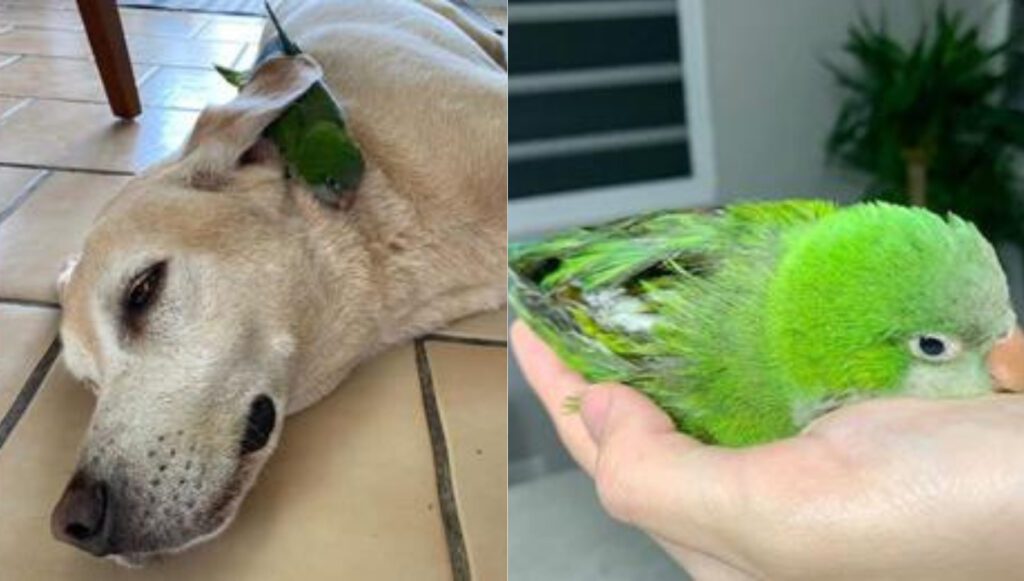 Cachorro ‘resgatou’ papagaio e se tornou seu protetor depois que o pássaro ficou paraplégico