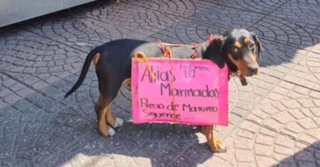 Cãozinho carrega uma placa nas costas para promover a loja de seus donos