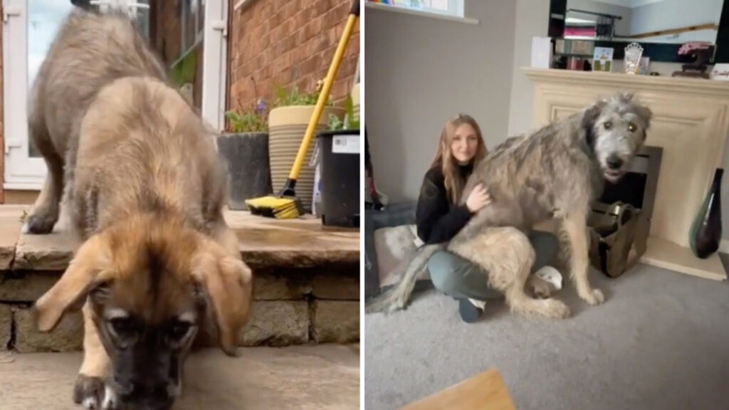 Família pensa que adotou cachorrinho pequeno, mas ele cresceu e agora pesa 65 kg