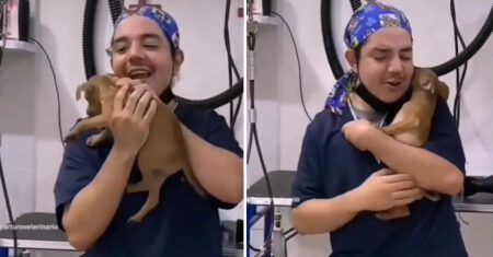 Veterinário é visto cantando e dançando com um cachorro para acalmá-lo