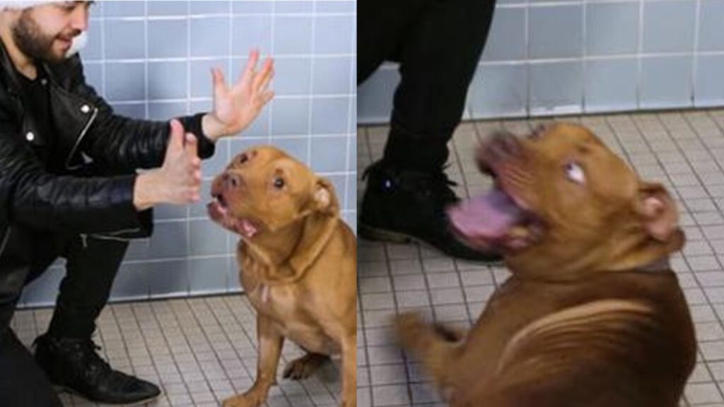 Mágico realiza shows gratuitos para ajudar cachorros de rua a encontrar um lar