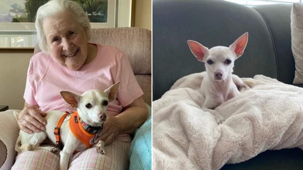 Vovó adota cachorrinho idoso e os dois aproveitam juntos a vida