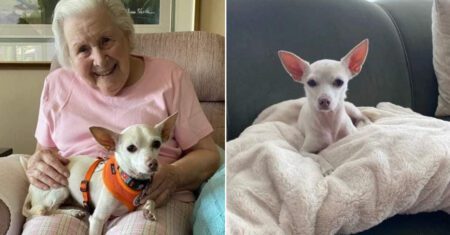 Vovó adota cachorrinho idoso e os dois aproveitam juntos a vida