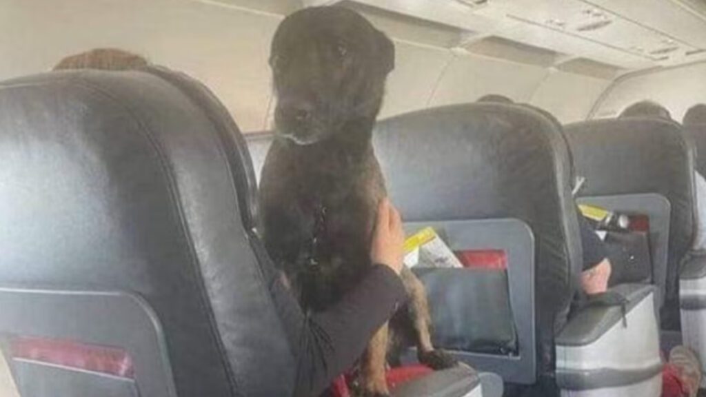 Turquia agradece o trabalho dos cães de resgate com voos de primeira classe na volta para casa