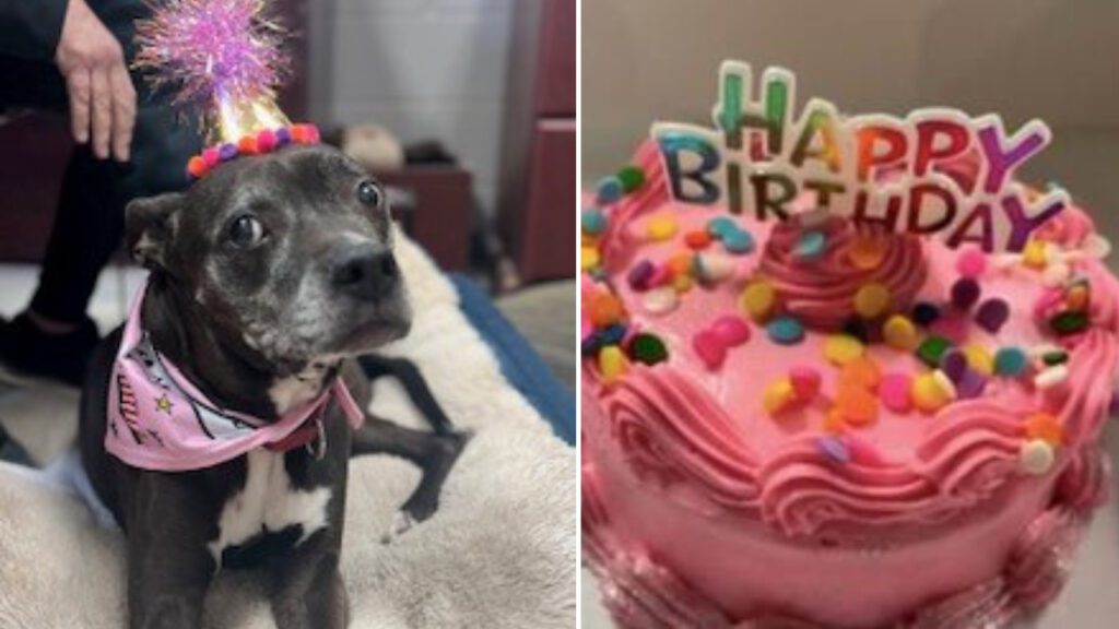 Refúgio organiza festa especial para uma cadela que ninguém queria acolher porque era ‘idosa’