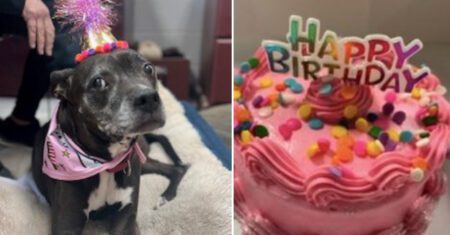 Refúgio organiza festa especial para uma cadela que ninguém queria acolher porque era ‘idosa’