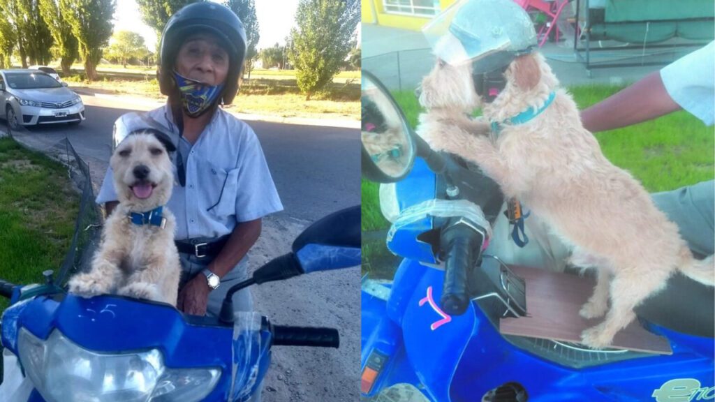 Homem leva seu cachorrinho para o trabalho de moto para não deixá-lo sozinho em casa