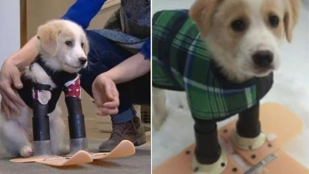 Cachorrinho com apenas duas patas consegue andar após ganhar botas ortopédicas