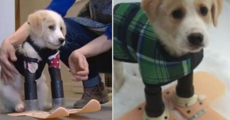 Cachorrinho com apenas duas patas consegue andar após ganhar botas ortopédicas