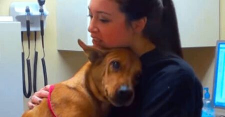Cachorro é salvo por mulher e logo em seguida lhe dá um caloroso abraço de gratidão