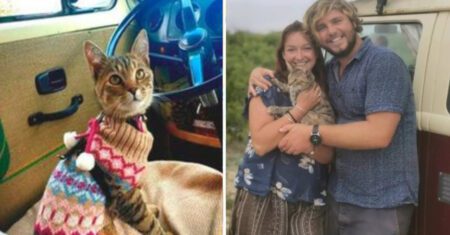 Casal cancela viagem para não abandonar gatinho que resgataram na estrada