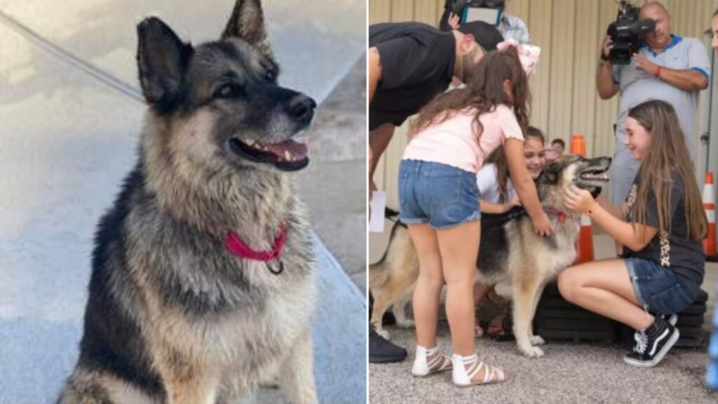 Cadela que havia sido roubada reencontra a família após seis anos desaparecida: “Lágrimas de felicidade”