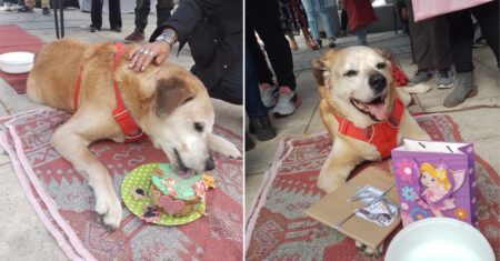 Moradores comemoram aniversário de cachorrinho de rua com bolos e apresentações