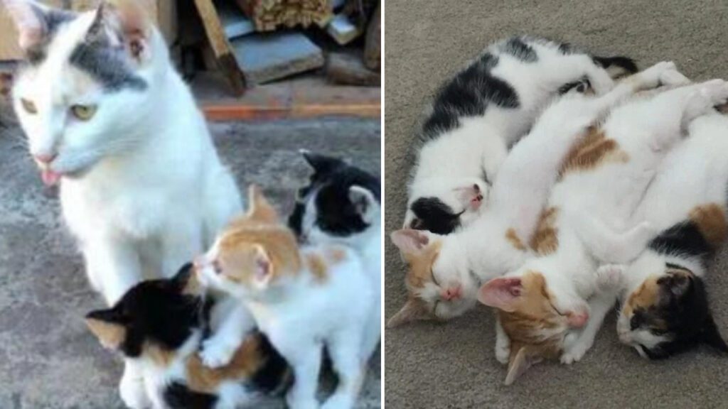 Mesmo sem ter o que comer, gata manteve seus bebês seguros e alimentados nas ruas