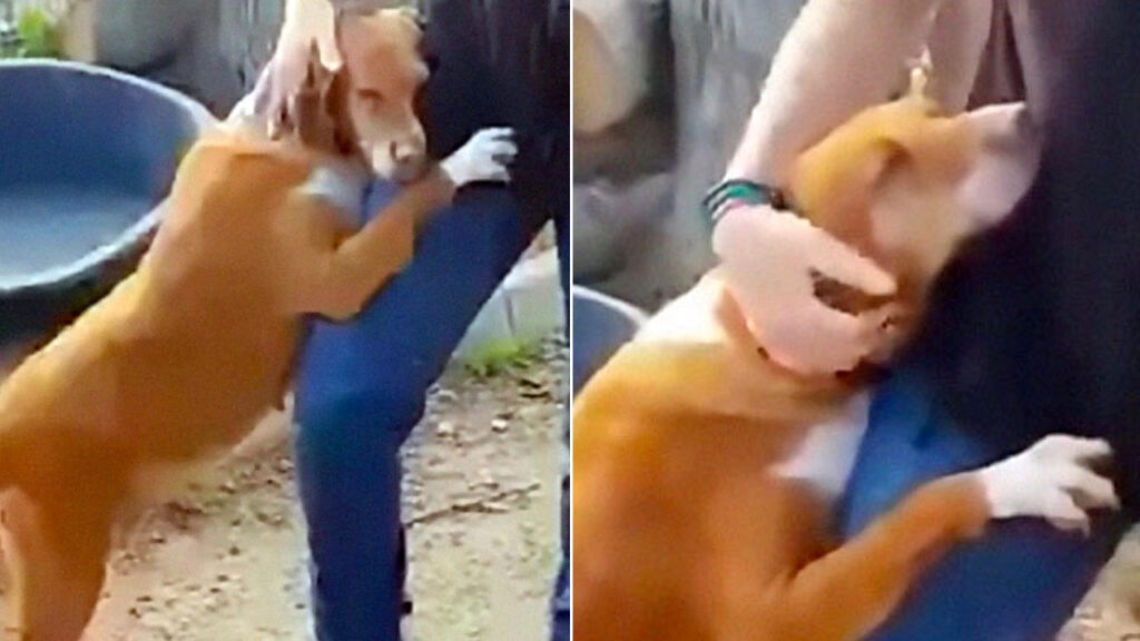 Repórter vai ao abrigo fazer uma matéria recebe um carinhoso abraço de um cachorrinho