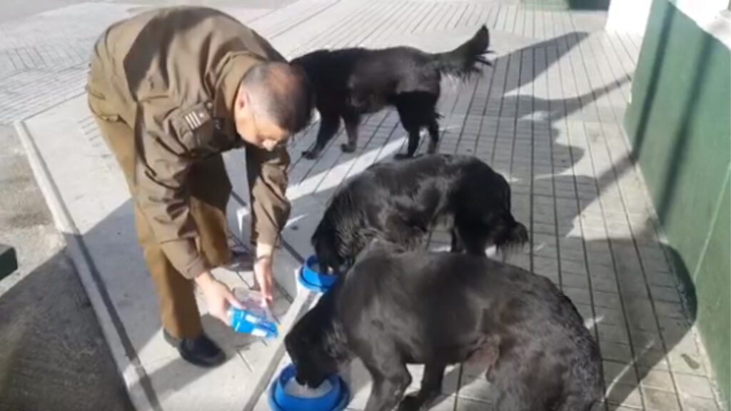 Policiais cuidam e alimentam cães de rua todos os dias