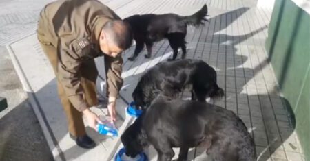Policiais cuidam e alimentam cães de rua todos os dias