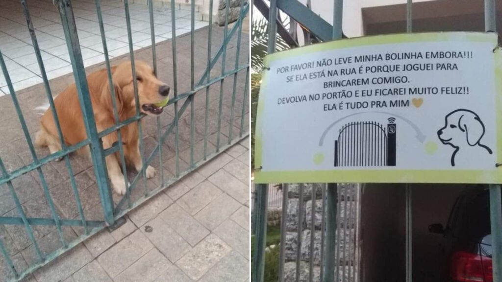 Homem cria placa com aviso para que ninguém tire a bolinha preferida de seu cachorrinho