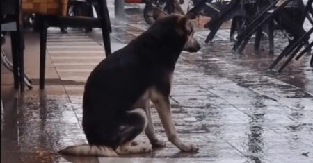 Cachorro perdido espera pela dona debaixo de chuva. Ainda tem esperança que o encontrem