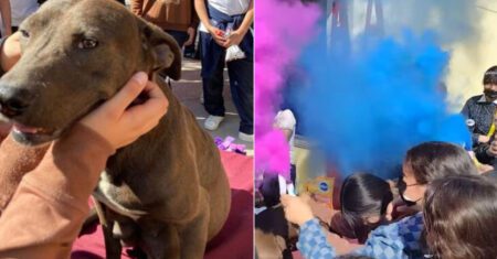 Estudantes adotam cadela grávida e organizam uma emocionante festa de revelação para ela