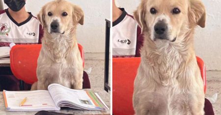 Professora deixa o cachorrinho entrar na sala de aula e ele assiste muito comportado