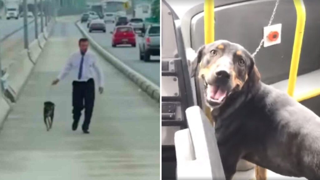 Motorista de ônibus viu cachorrinho em uma avenida movimentada no Brasil e parou para salvá-lo
