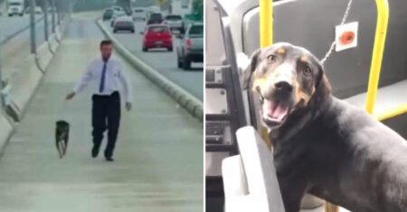 Motorista de ônibus viu cachorrinho em uma avenida movimentada no Brasil e parou para salvá-lo