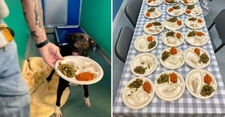 Casal preparou 80 refeições saudáveis e diferentes do dia de Ação de Graças para animais de abrigo