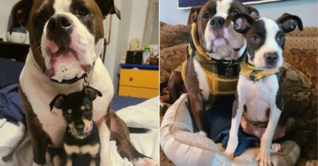 Pitbull adotado agora ajuda na reabilitação de outros cães resgatados: “Ele ama e protege a todos igualmente”