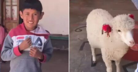 Menino levou sua ovelha para a escola para não deixá-la sozinha em casa