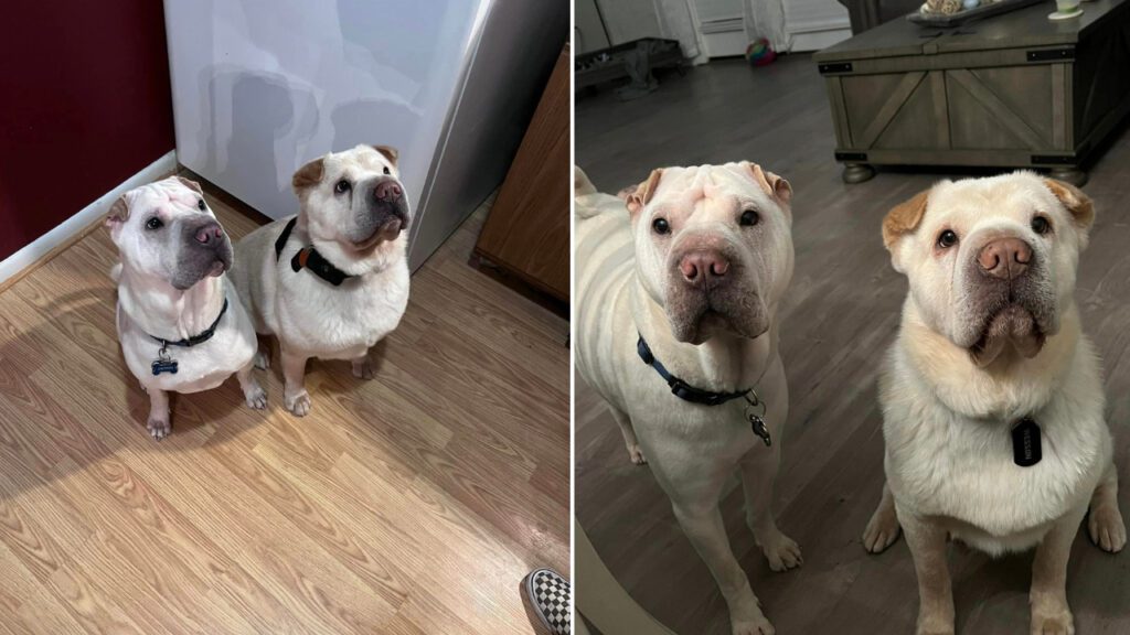 Casal adota cachorrinho que acharam parecido com o que já tinham e descobrem que eles são irmãos