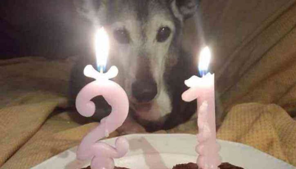 Cachorrinho adotado após 17 anos em um abrigo completou 21 anos com sua nova família e ganhou uma linda festa