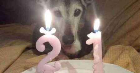Cachorrinho adotado após 17 anos em um abrigo completou 21 anos com sua nova família e ganhou uma linda festa