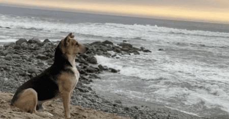 Cão espera pelo seu dono todos os dias na praia sem saber que ele havia falecido