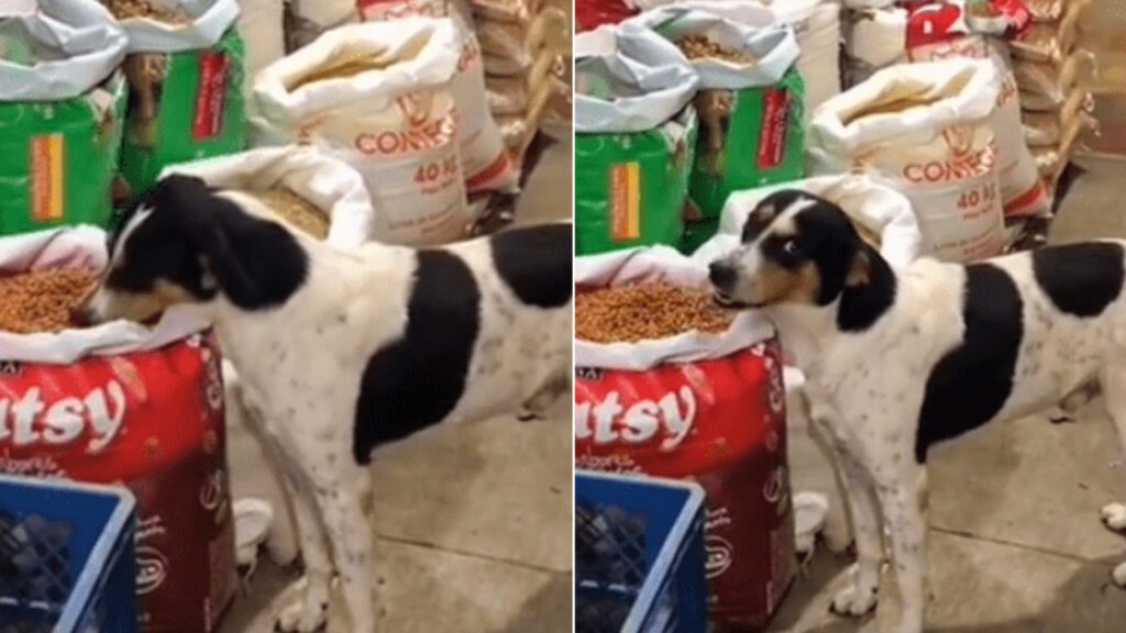 Cachorrinho de rua é pego comendo ração enquanto o vendedor está distraído